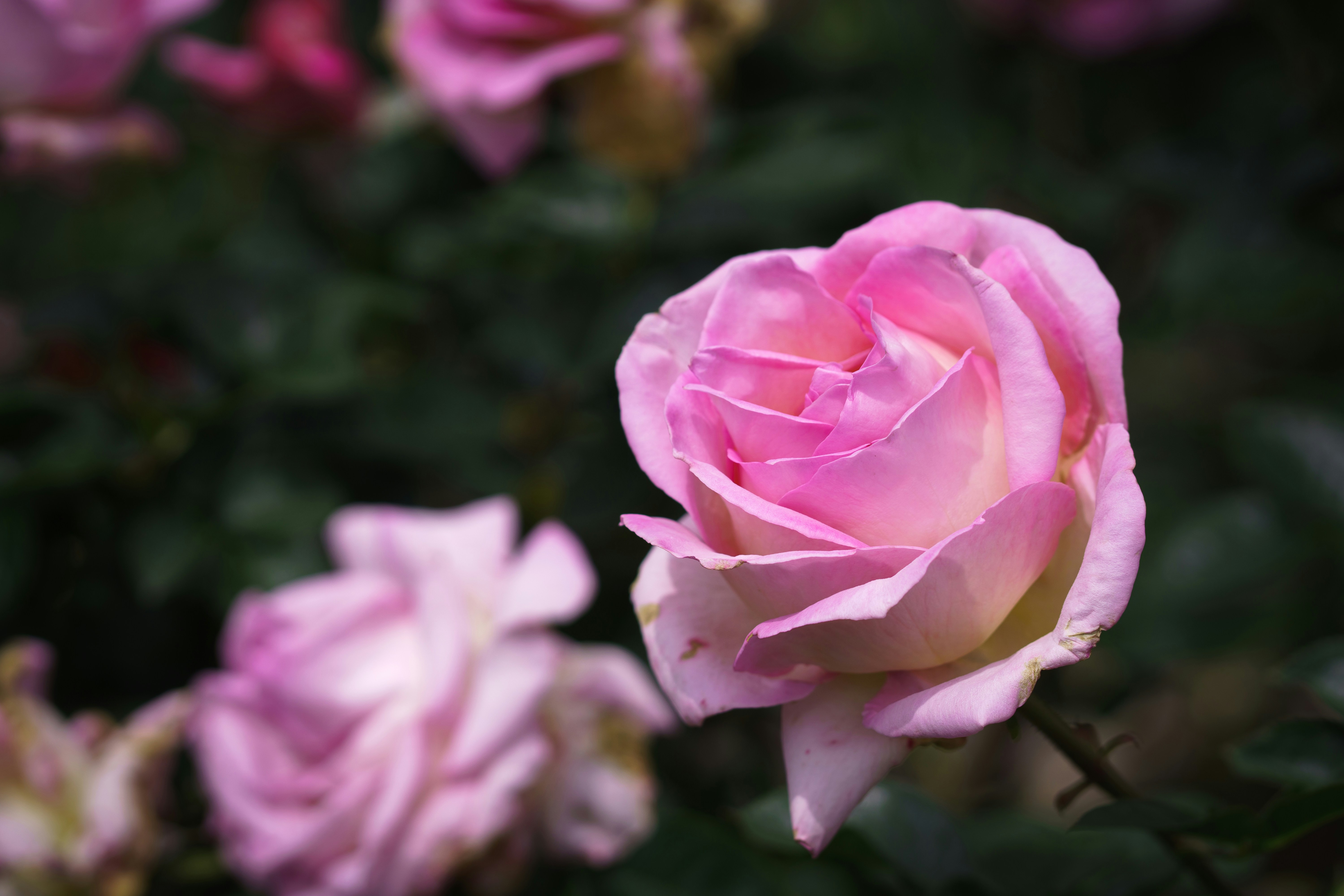 Photo by earl_plannerzone