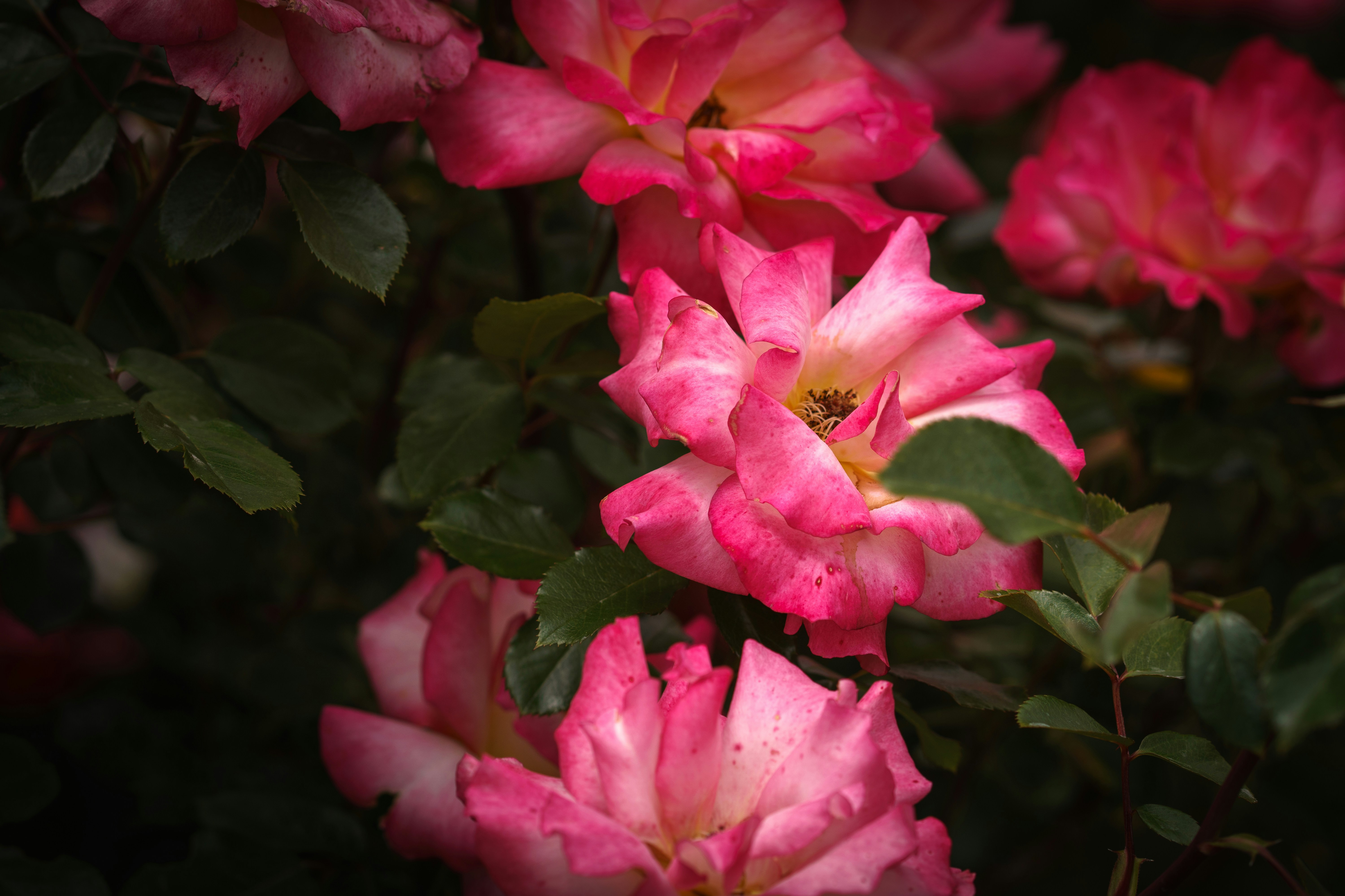 Photo by earl_plannerzone