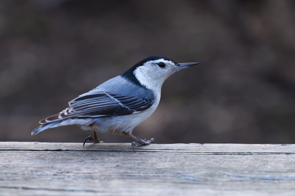 Un pequeño pájaro azul y blanco sentado en un trozo de madera