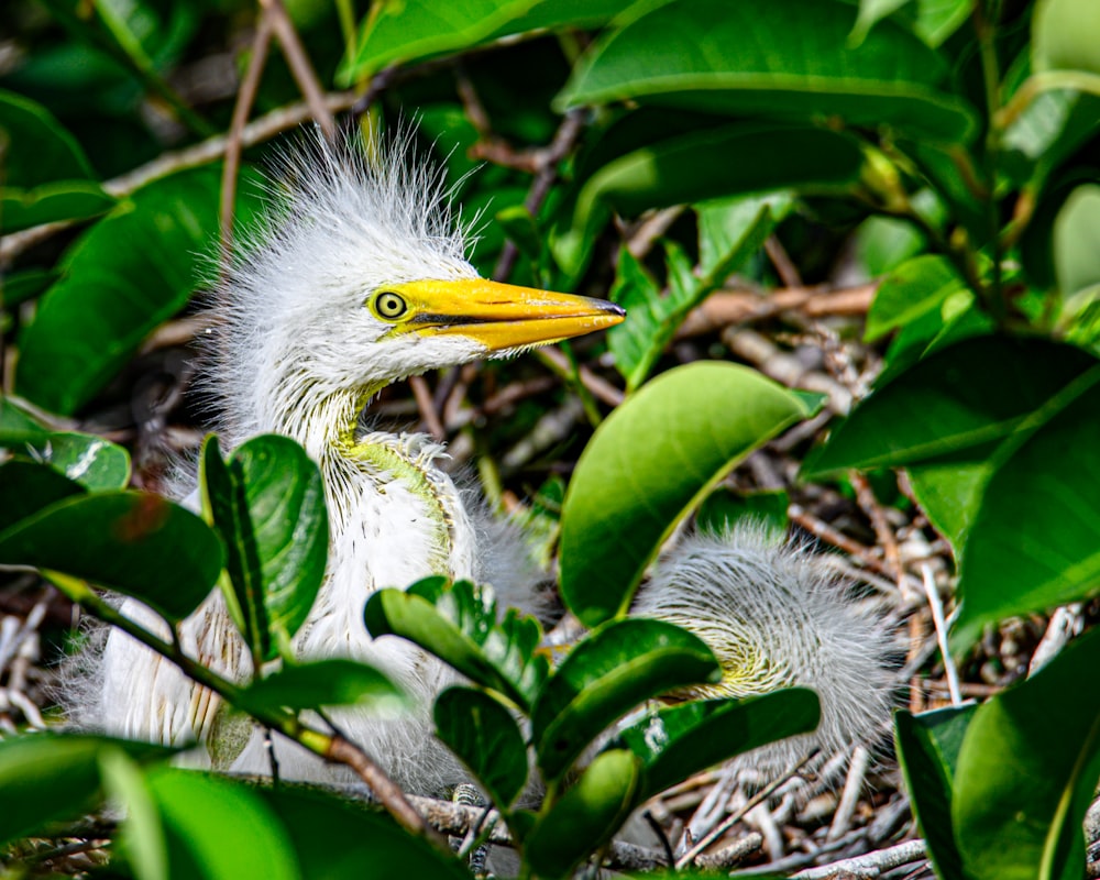 a baby bird is sitting in the bushes