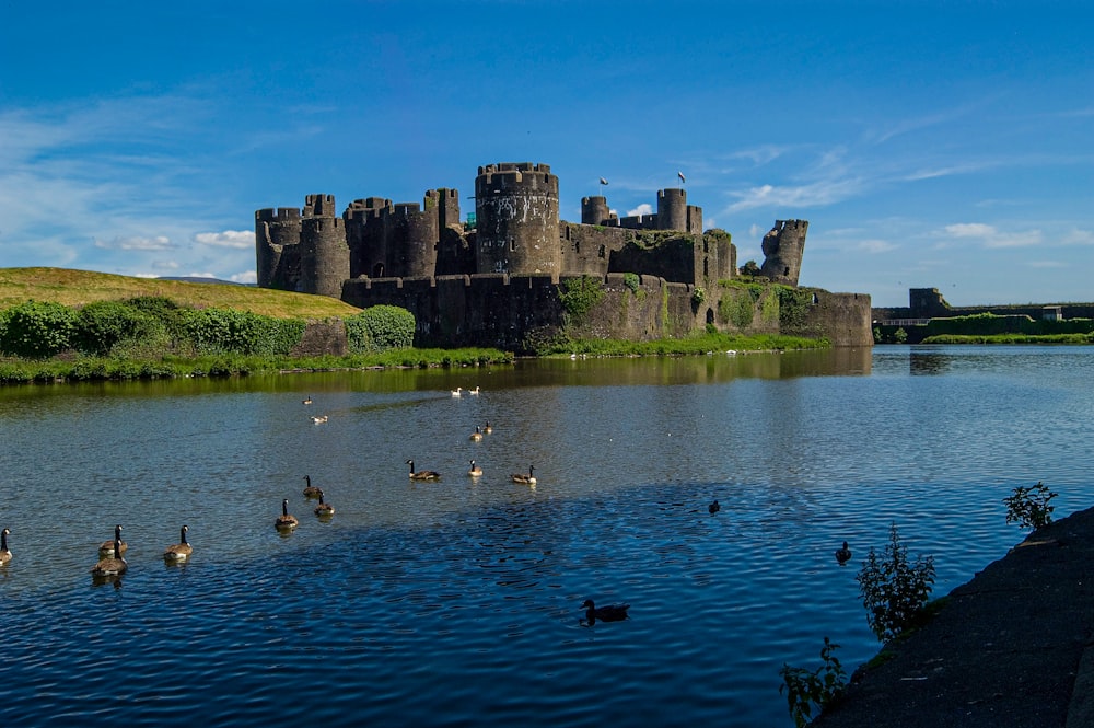 a group of ducks floating on top of a lake next to a castle
