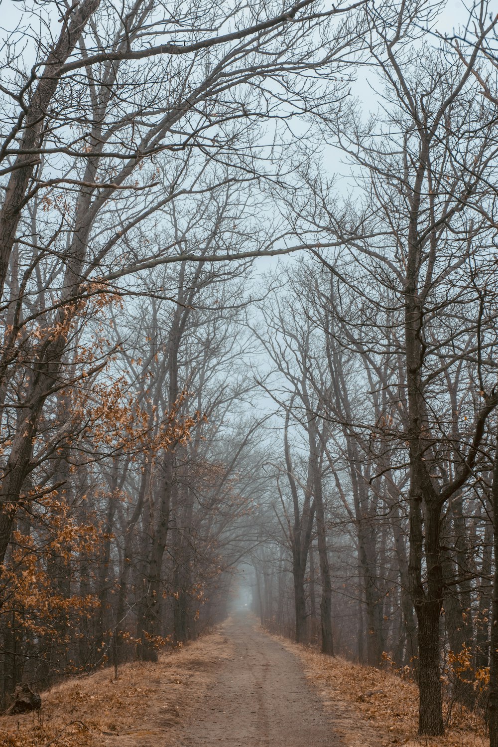 a dirt road in the middle of a forest