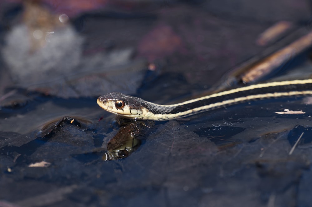 a snake is swimming in a pond of water