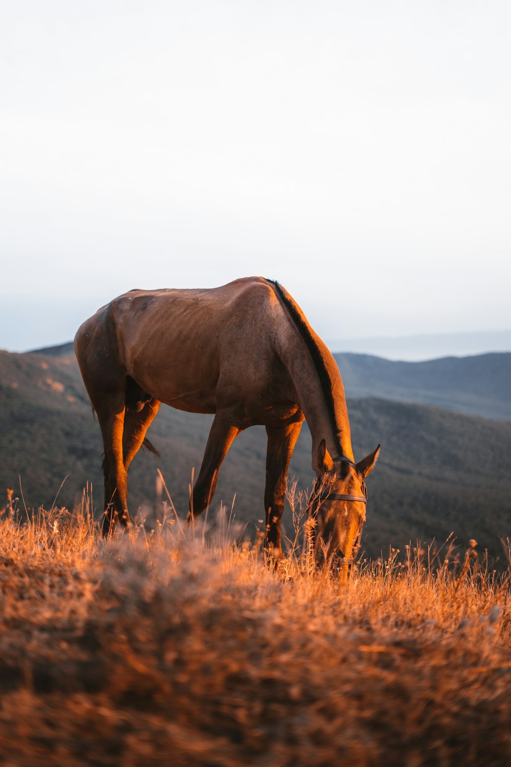 a horse grazing in a field with mountains in the background