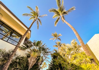 a couple of palm trees next to a building