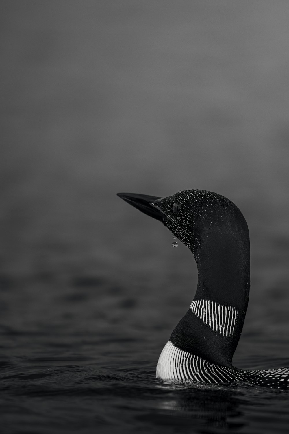 a black and white photo of a bird in the water