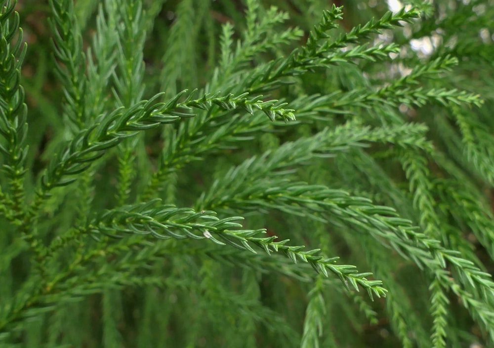 a close up of a green plant with lots of leaves