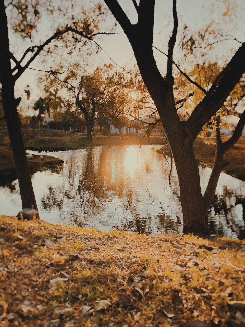 a lake surrounded by trees and leaves in a park