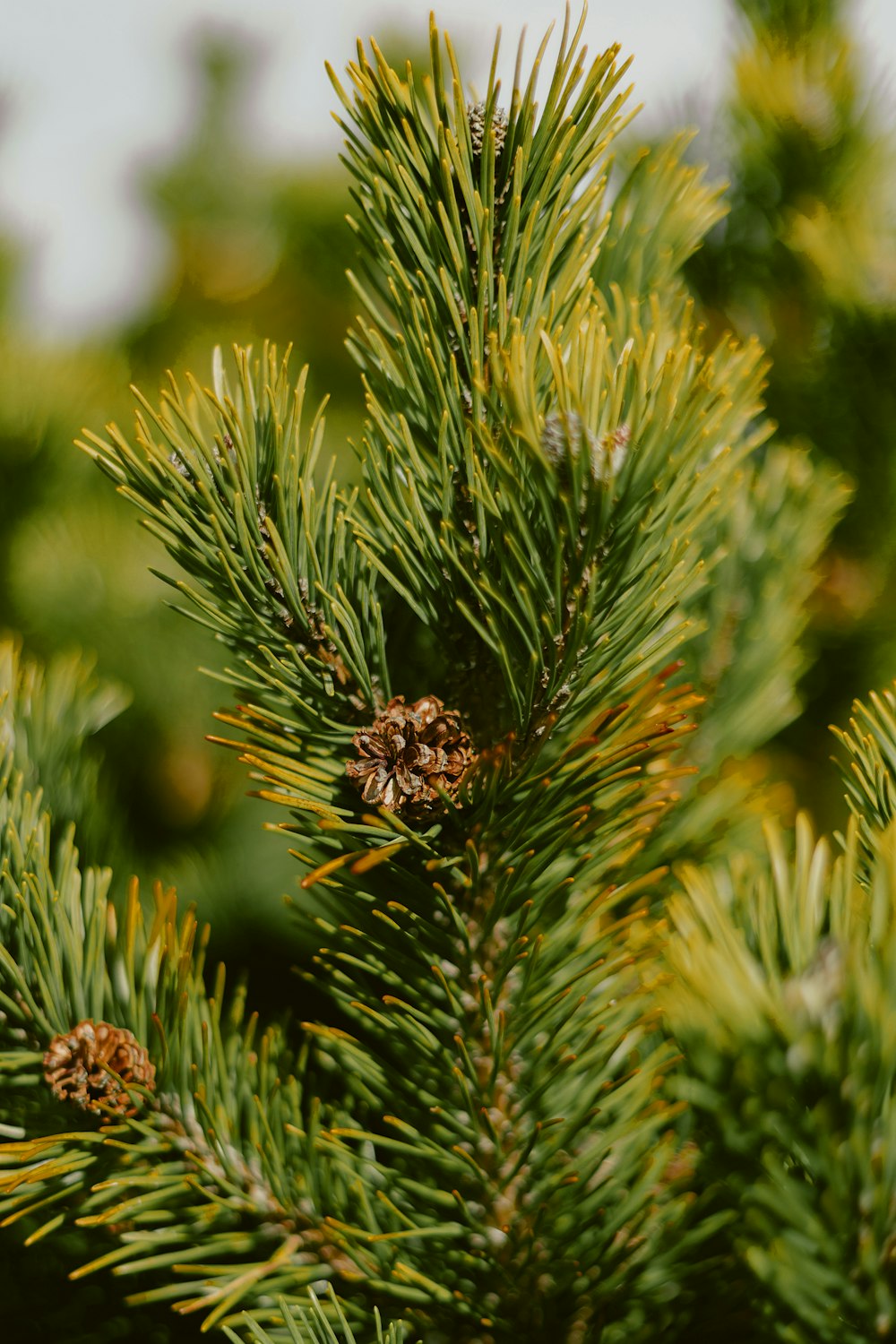 a close up of a pine tree with cones