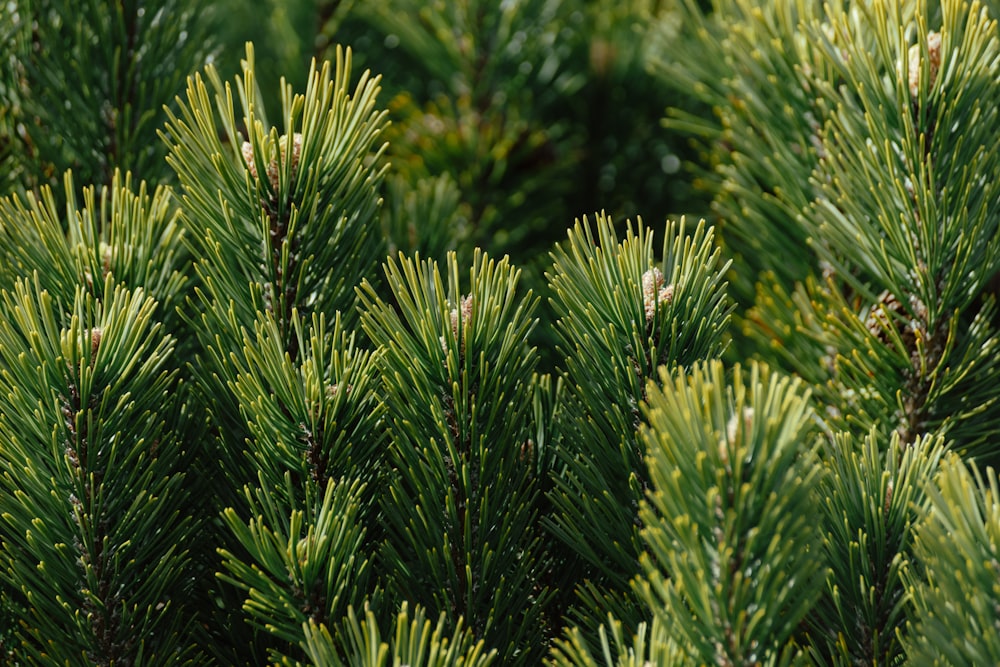 a close up of a bunch of pine trees