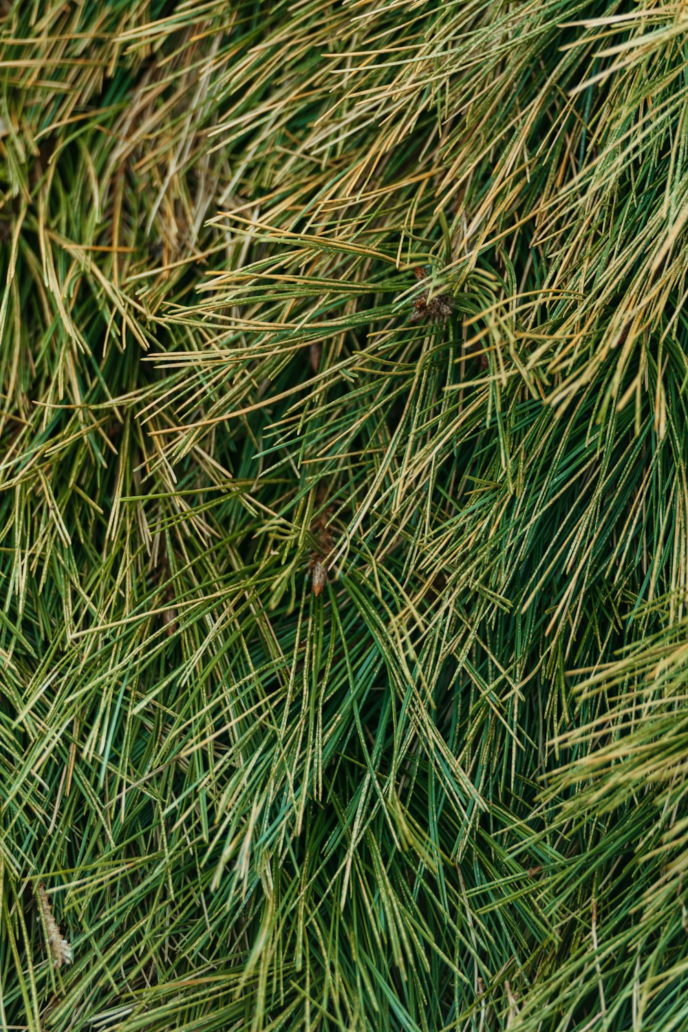 a close up of a bunch of pine needles