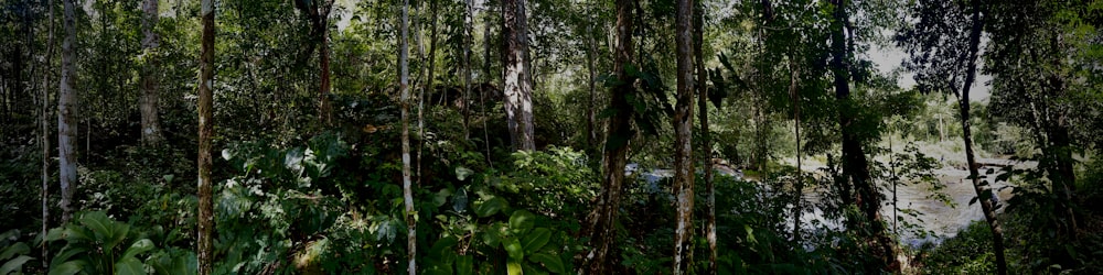 Una lussureggiante foresta verde piena di molti alberi