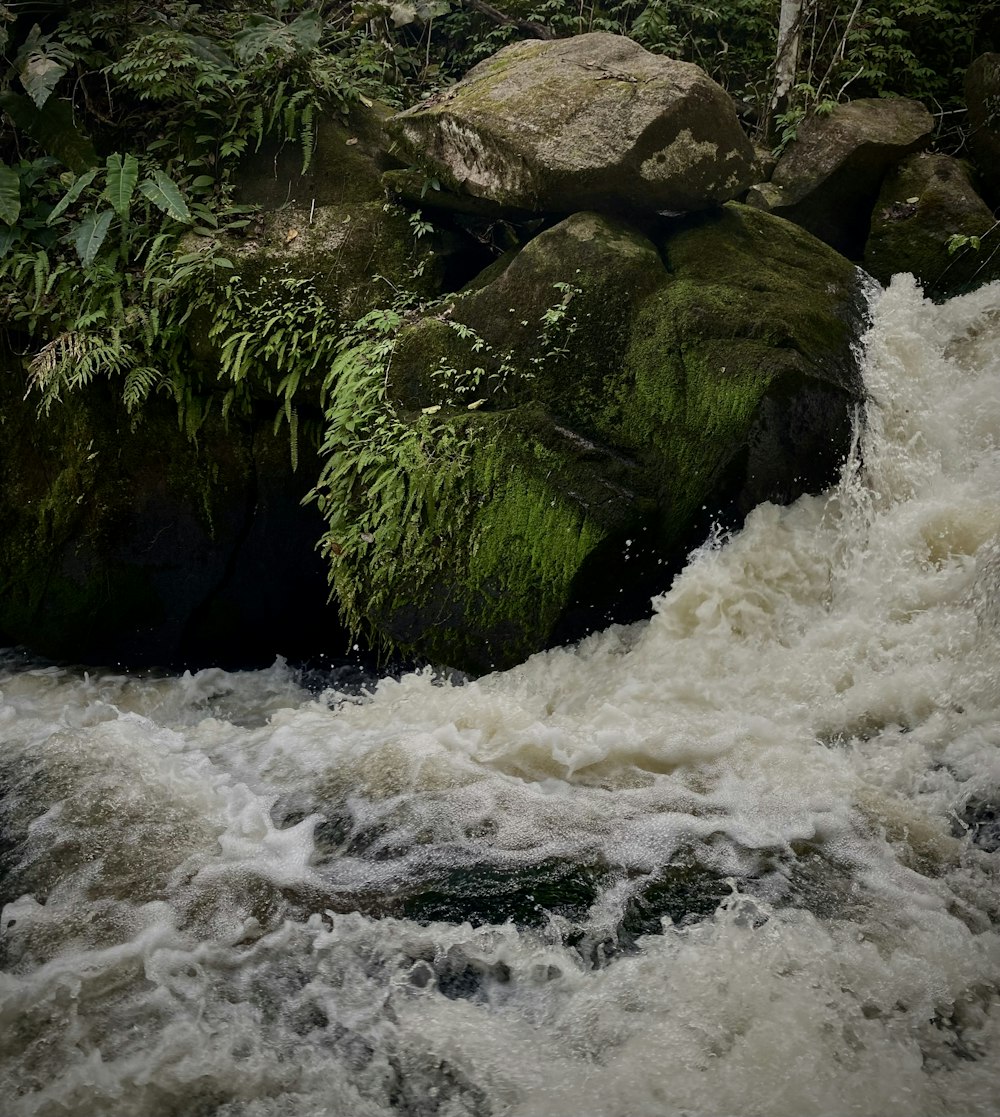 a river running through a lush green forest