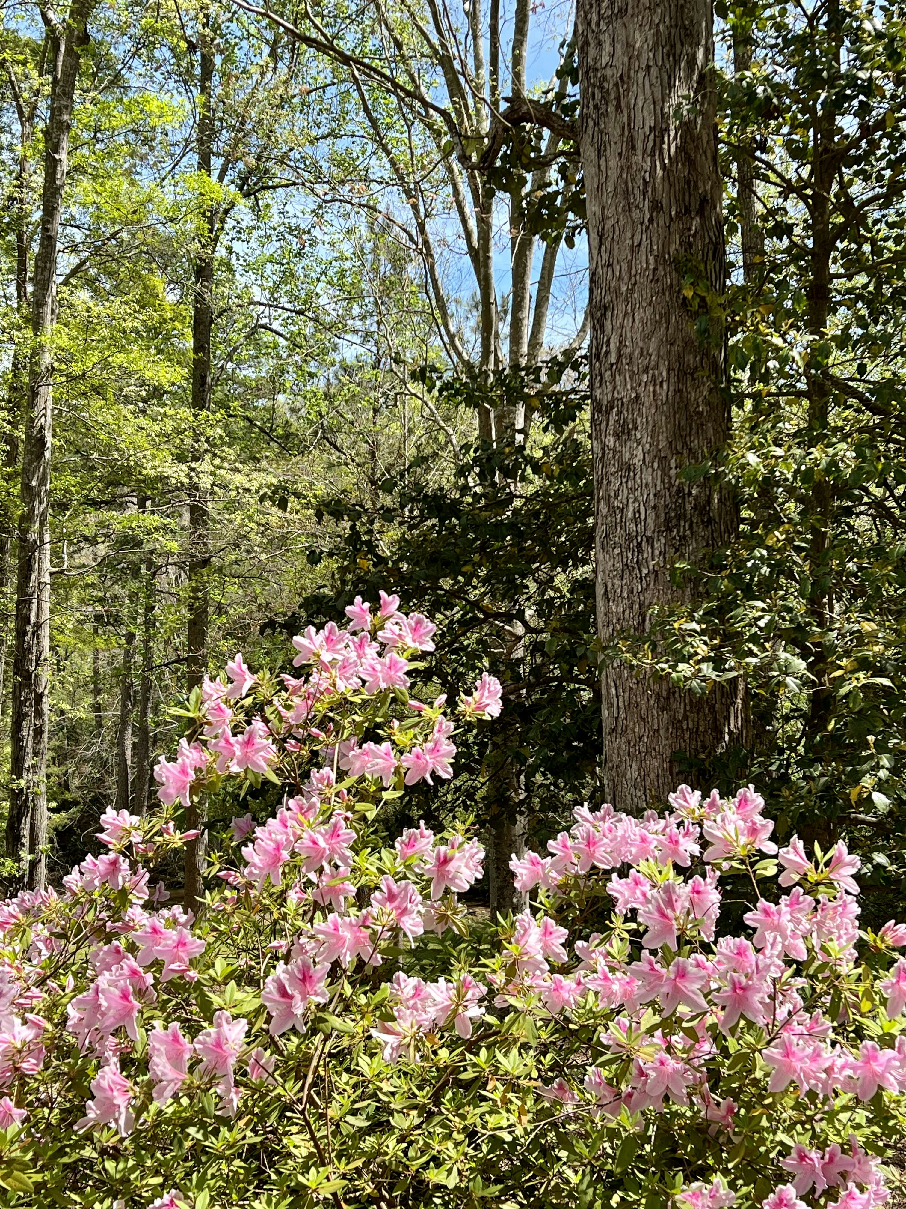 a bush of pink flowers next to a tree