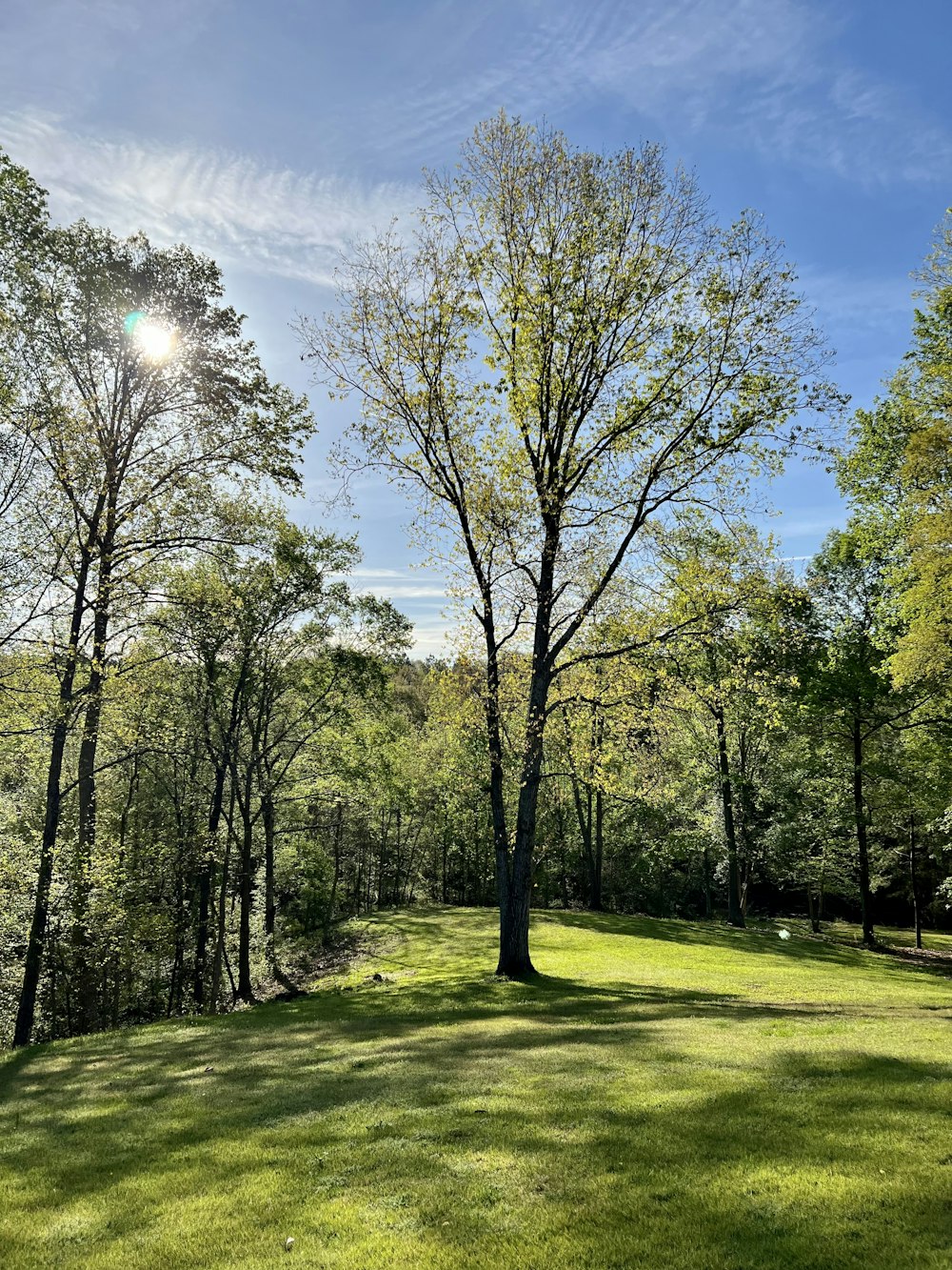 the sun shines through the trees on a sunny day