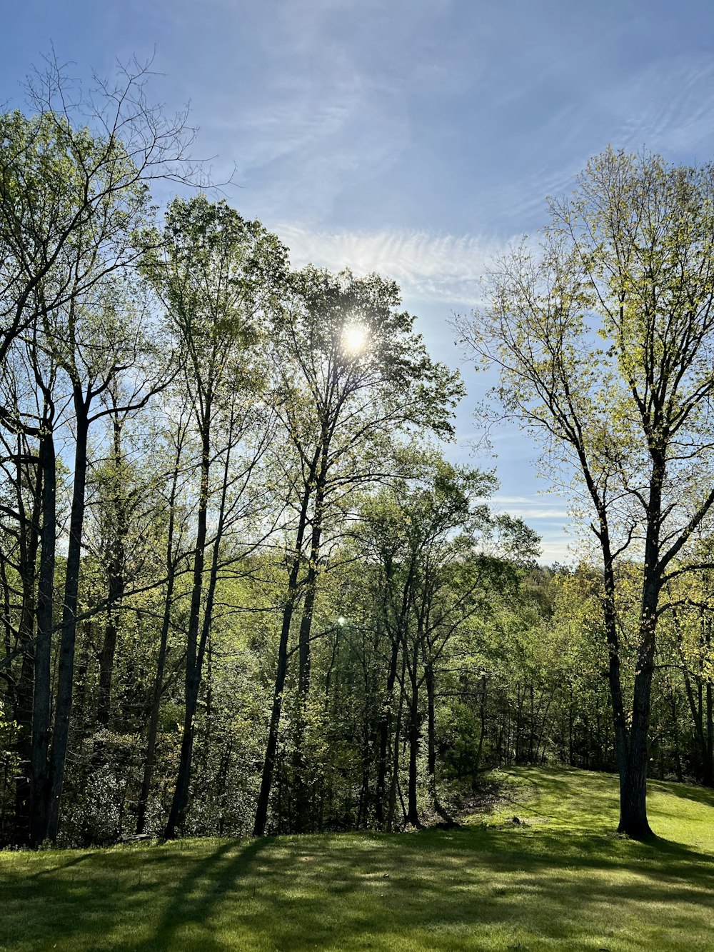 Il sole splende tra gli alberi in una giornata di sole