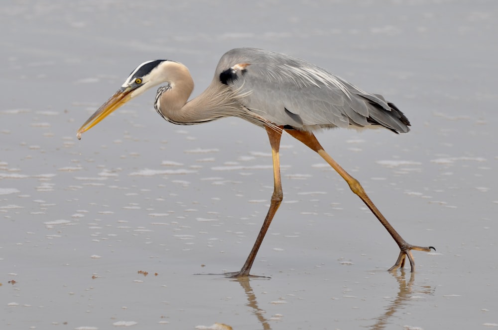 a bird with a long beak walking on a beach