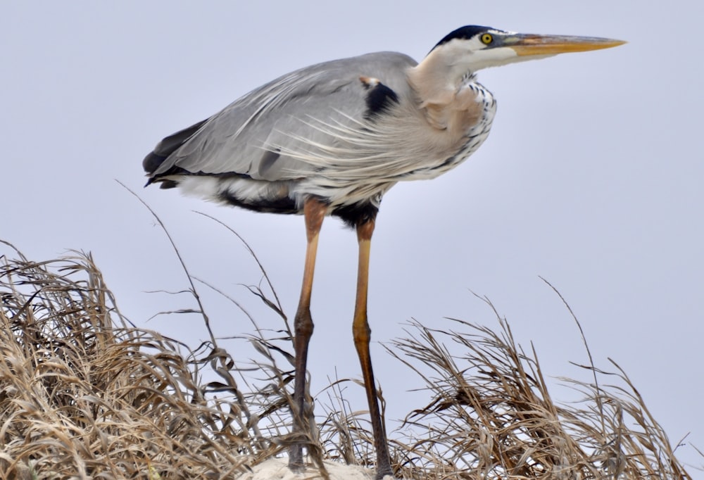 a large bird standing on top of a dry grass field