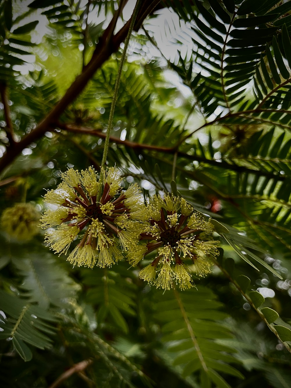 a close up of a bunch of flowers on a tree