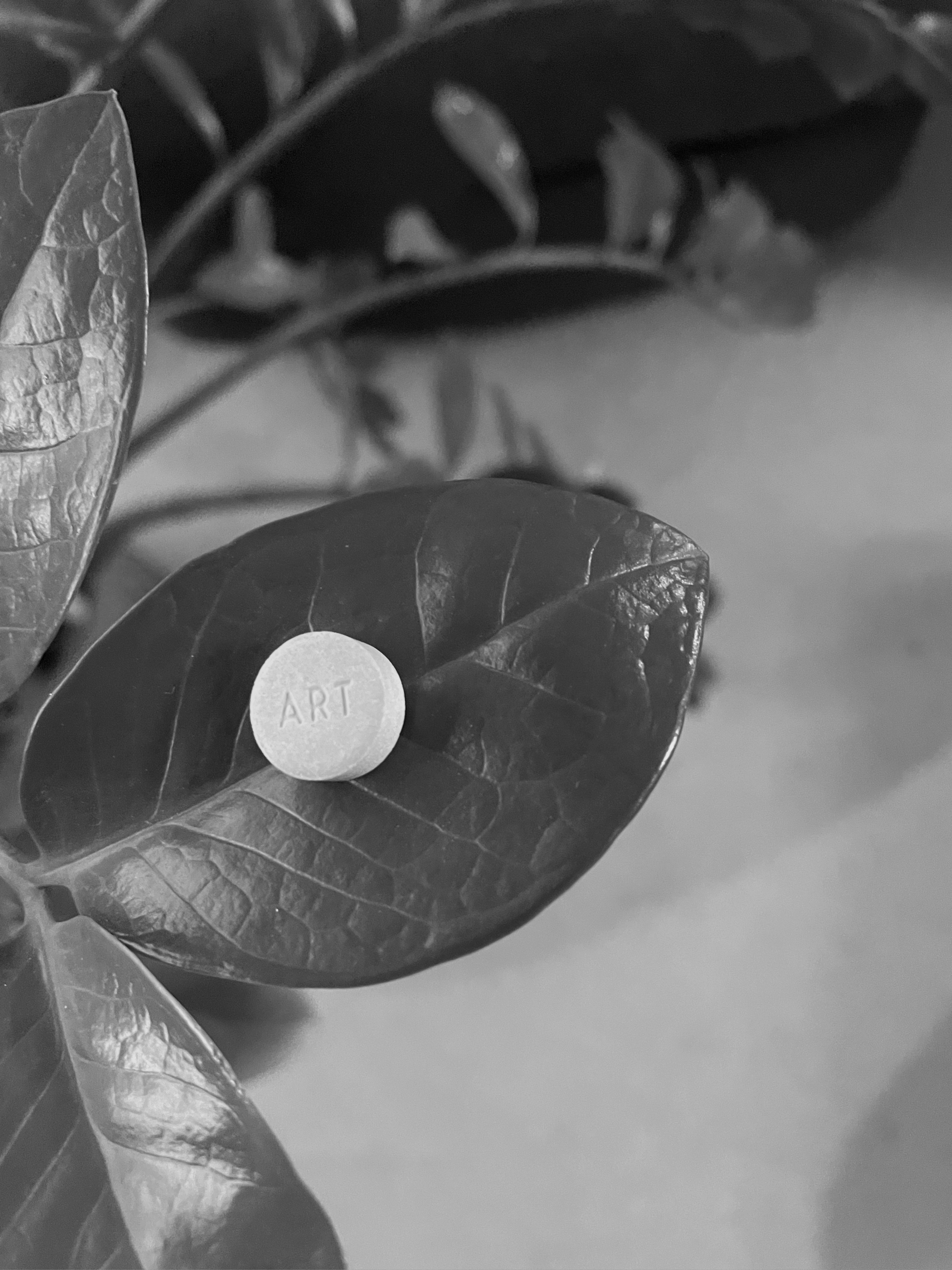 foto hitam putih dari daun dengan pil di atasnya