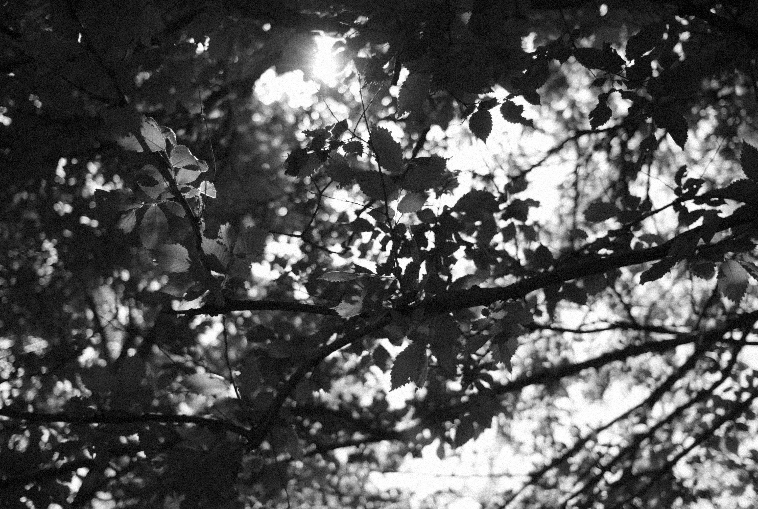 Photo by alexeydemidov