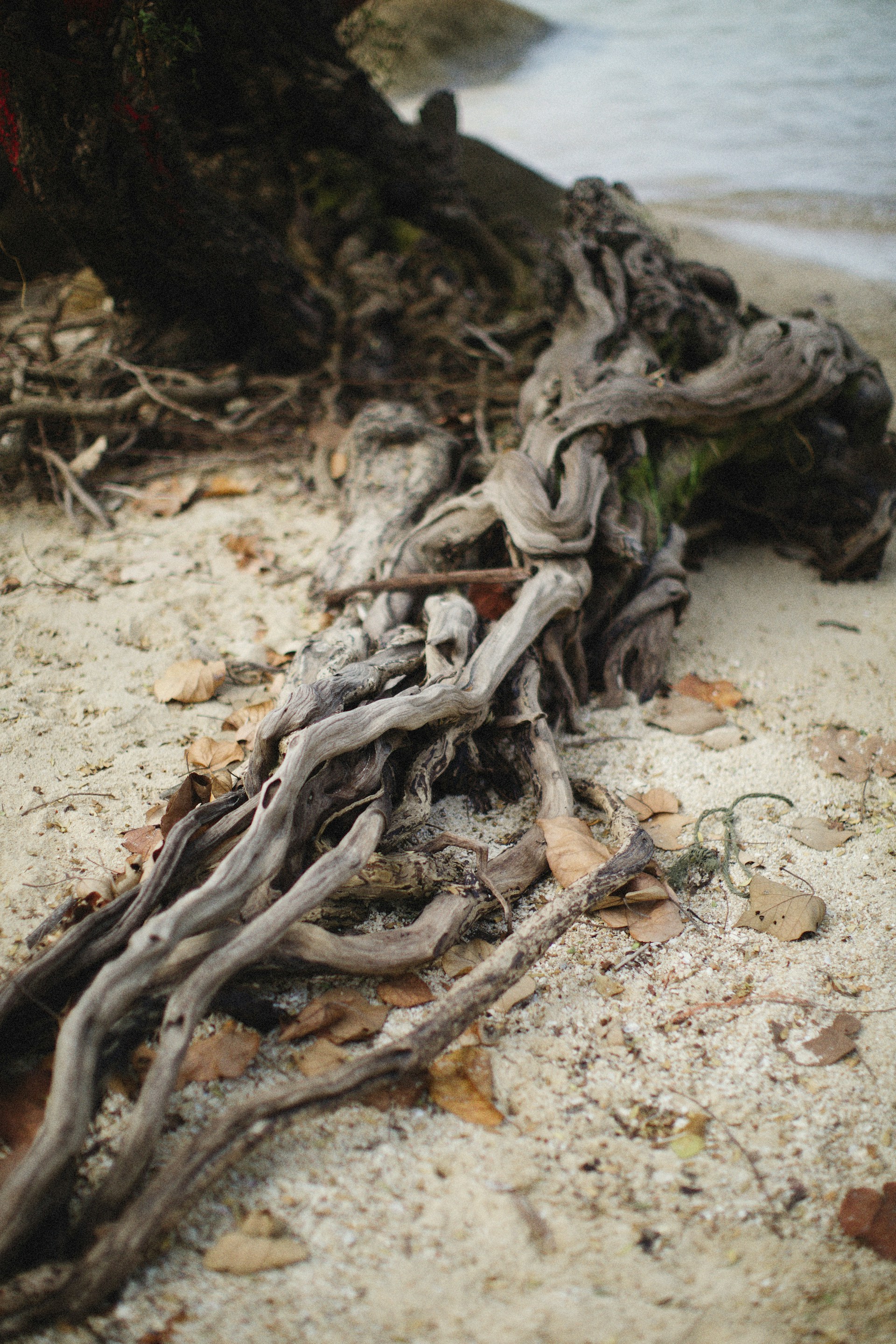 a close up of a tree root on a beach