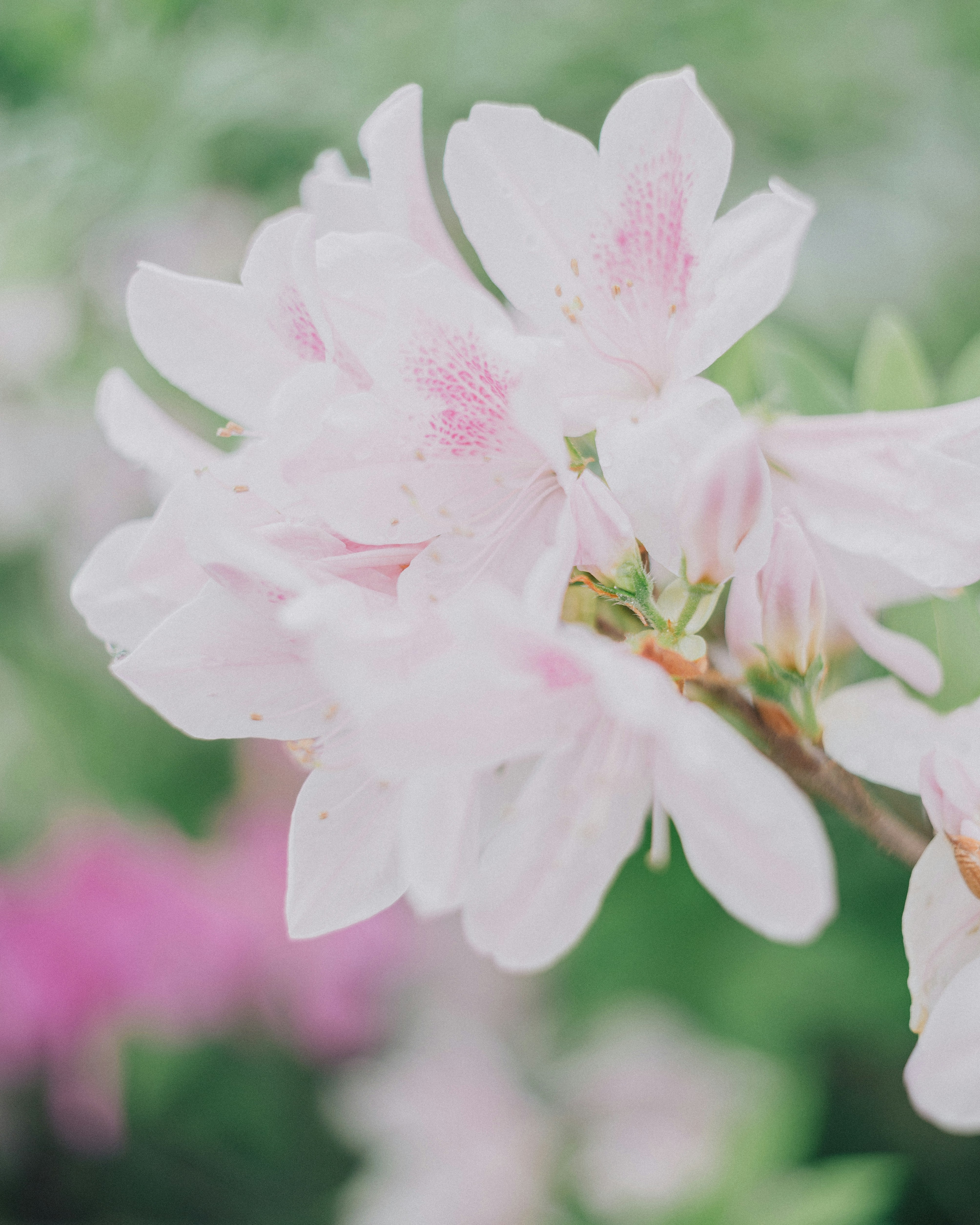 Photo by taiyoushounen