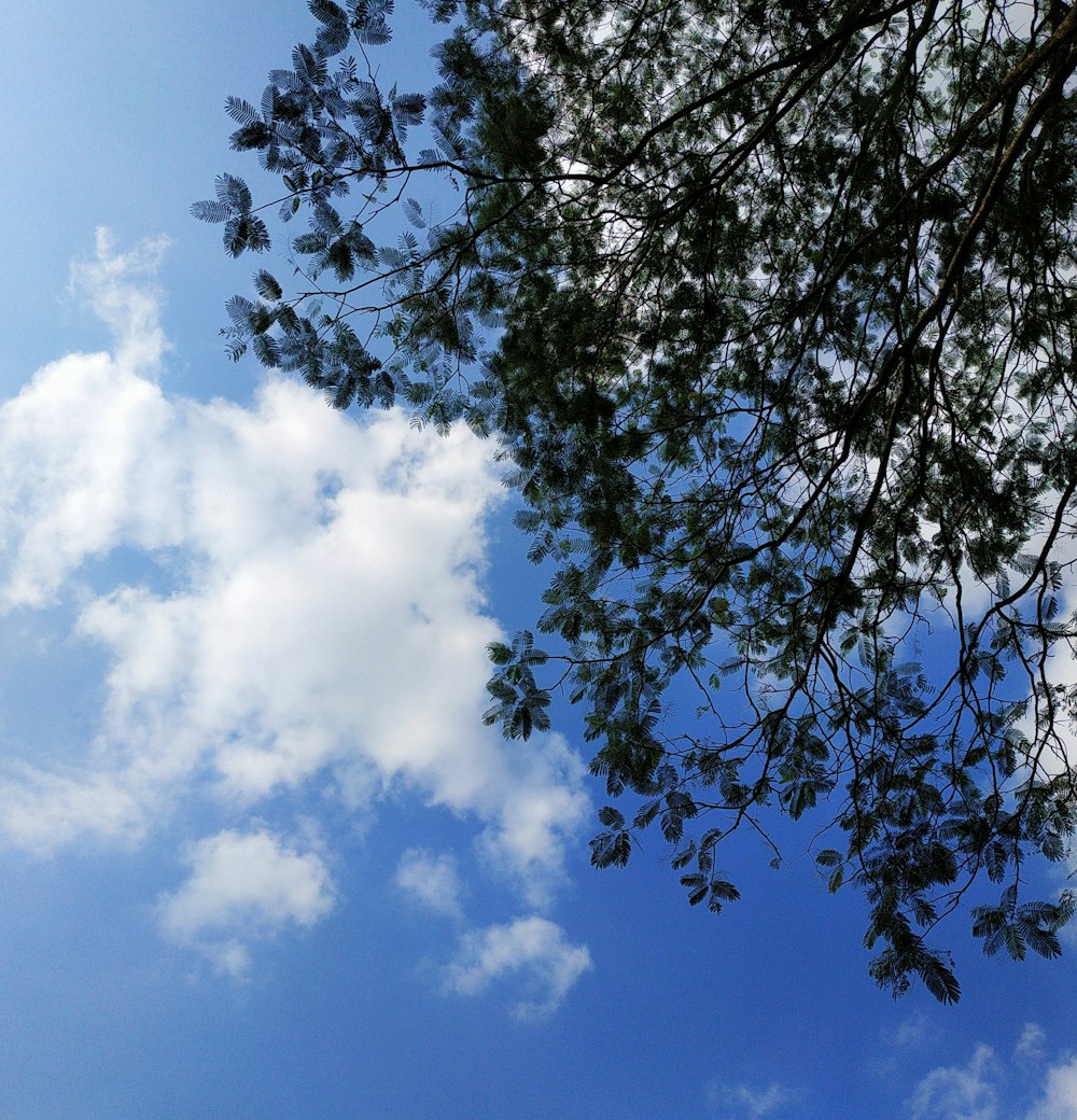 a blue sky with some clouds and some trees
