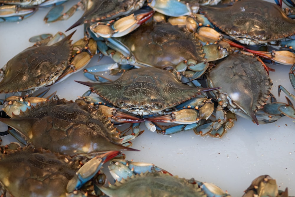 a pile of blue crabs sitting on top of a table