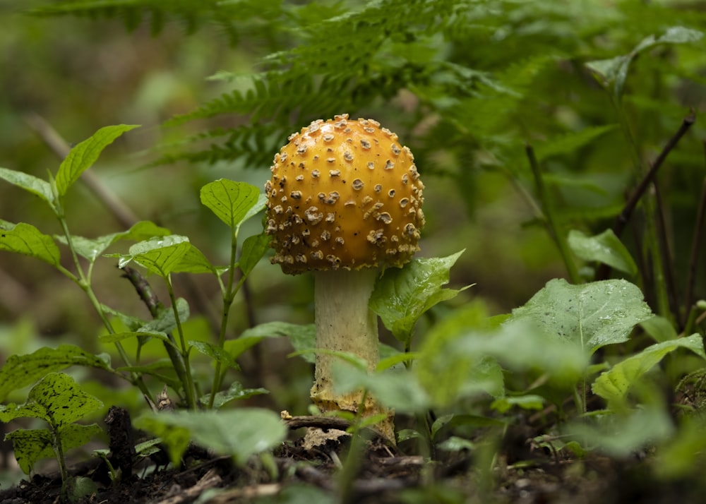 a close up of a small yellow mushroom in the grass