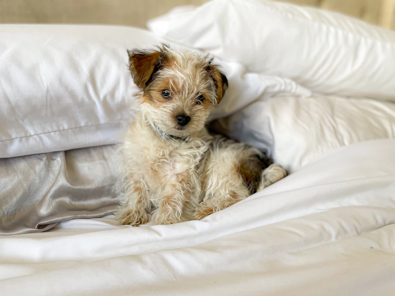 Best Pet-Friendly Hotels and Stays in El Nido for Travelers With Furry Companions