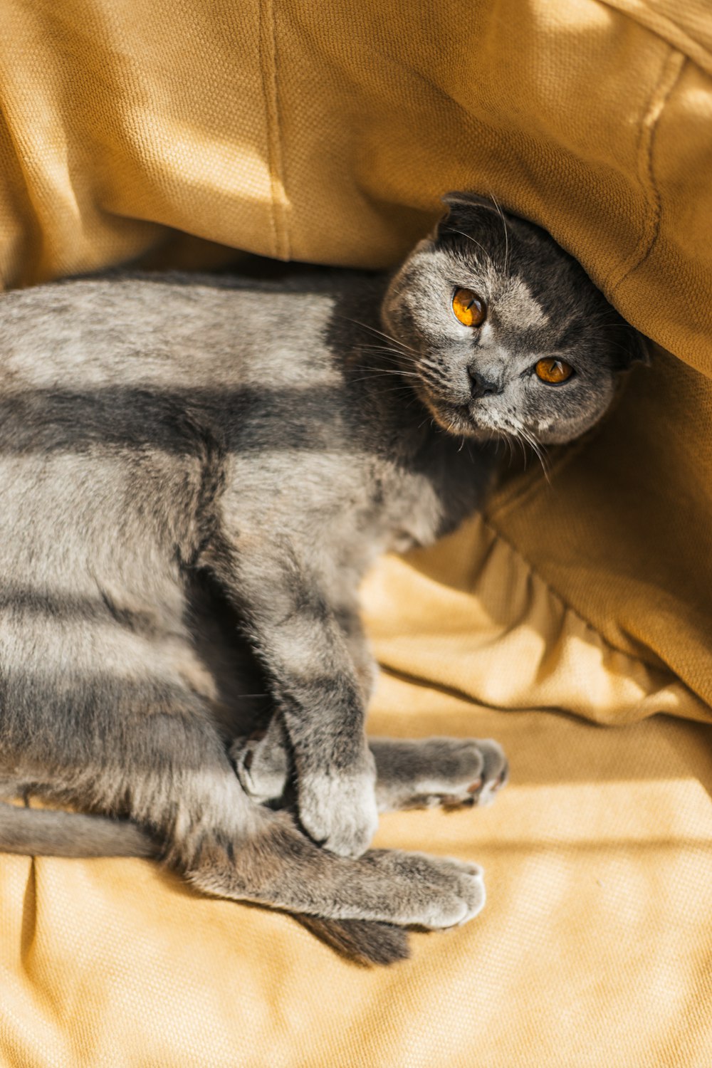 a cat lying on a bed