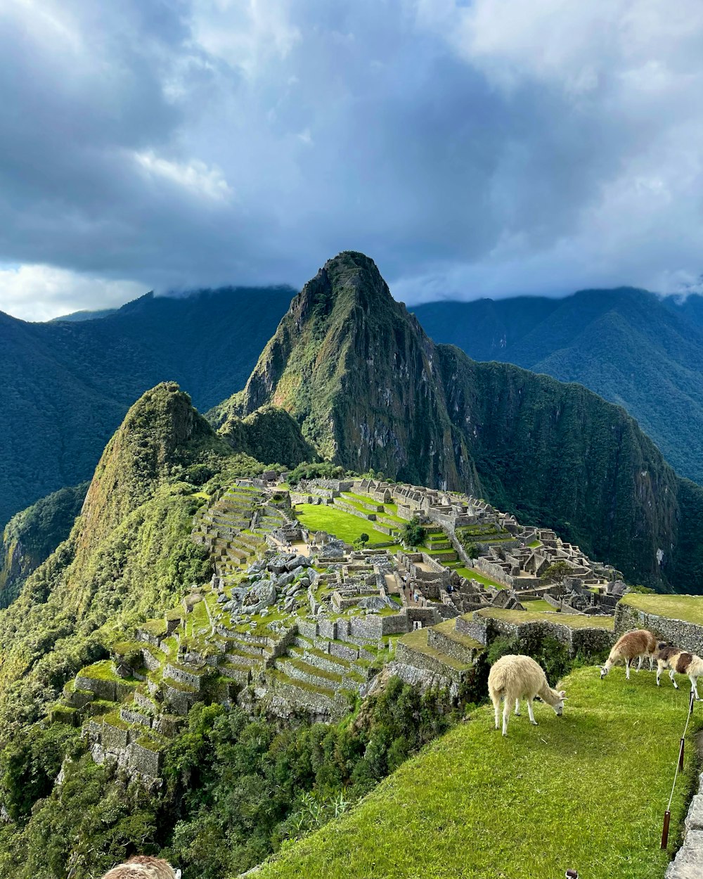 a group of sheep standing on top of a lush green hillside