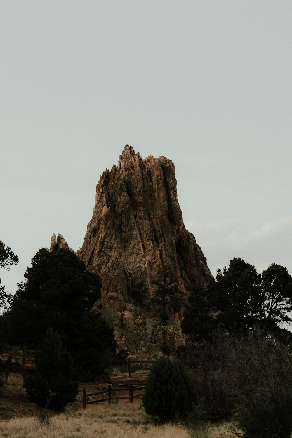 a tree with a mountain in the background