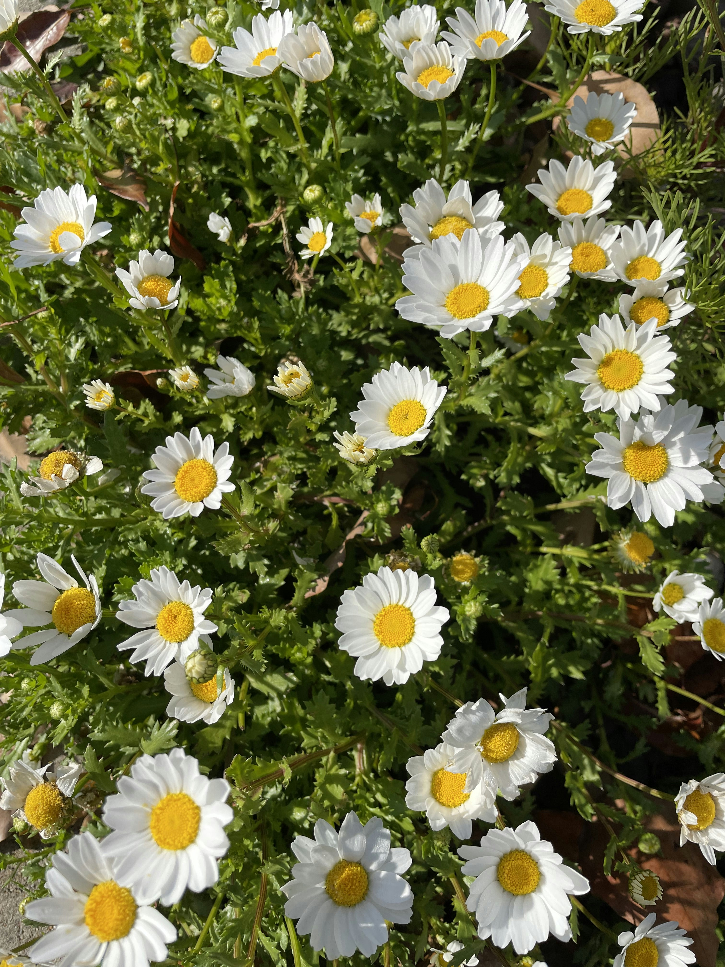 Photo by maiquynhtruong