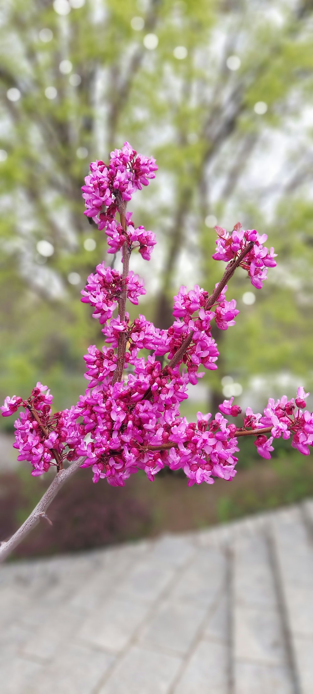 a pink flower is in a vase on a table