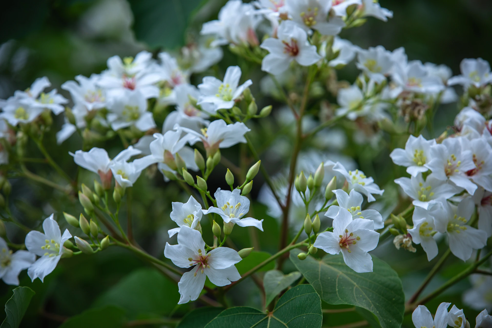 a bunch of white flowers with green leaves