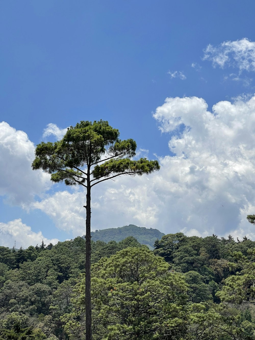 a tall tree standing in the middle of a forest