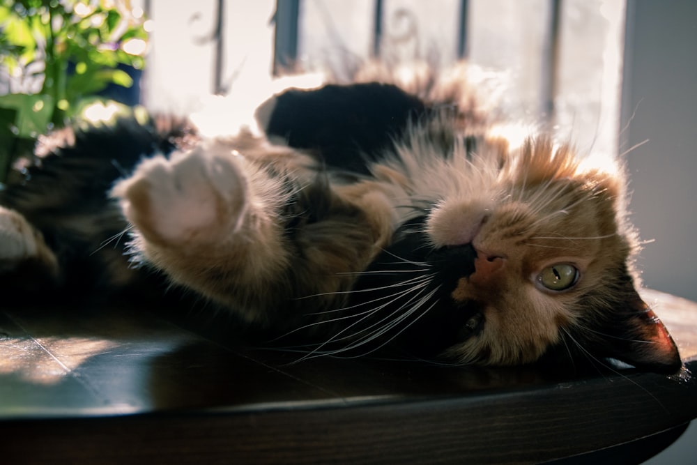 a cat laying on its back on a table