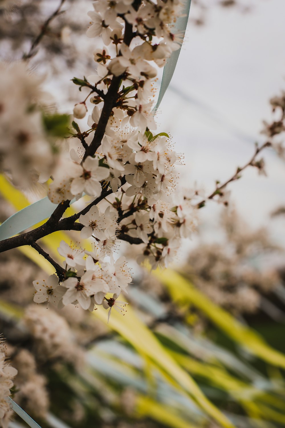 a close up of a tree with white flowers