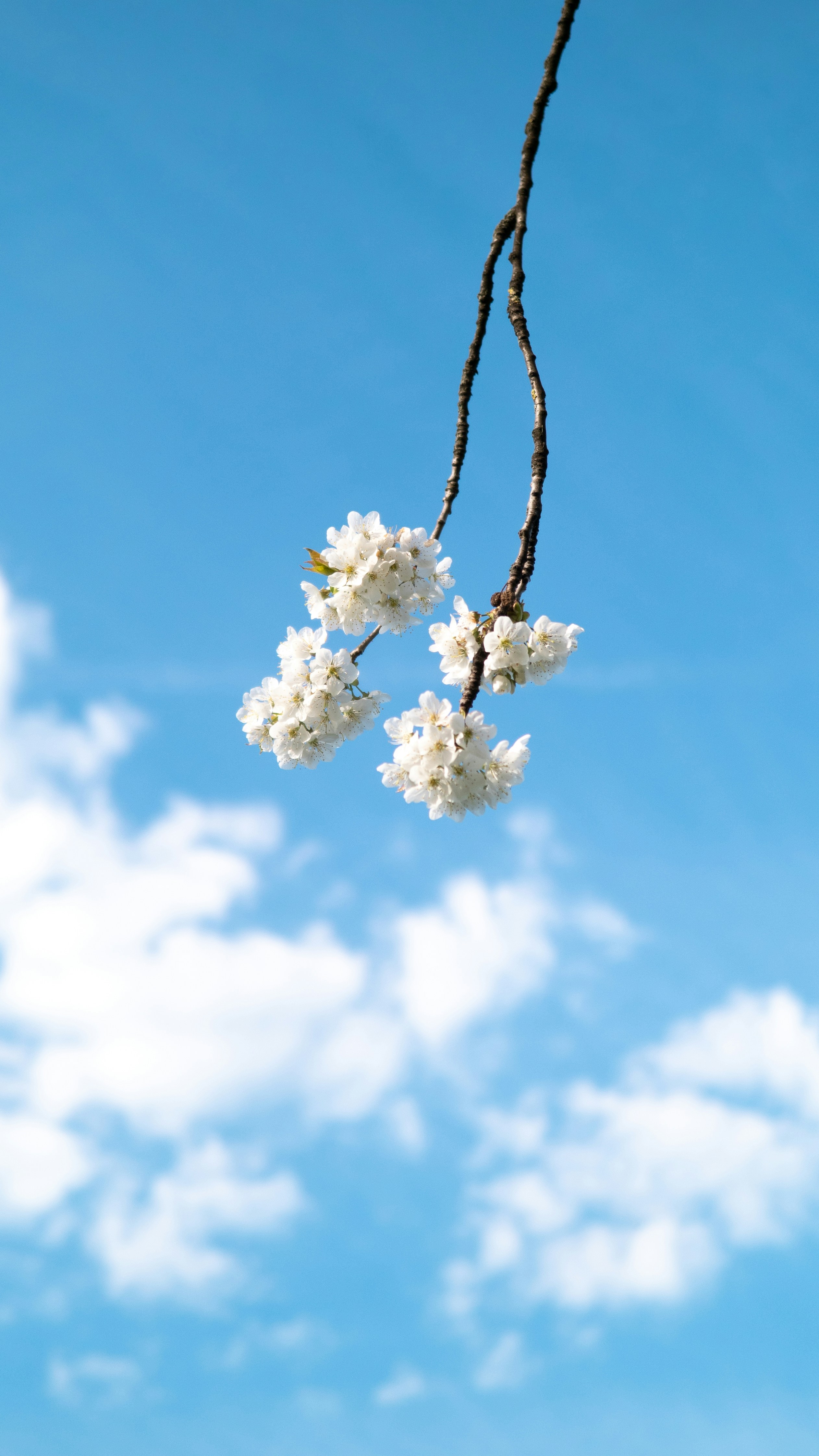 ein Ast mit weißen Blüten vor blauem Himmel