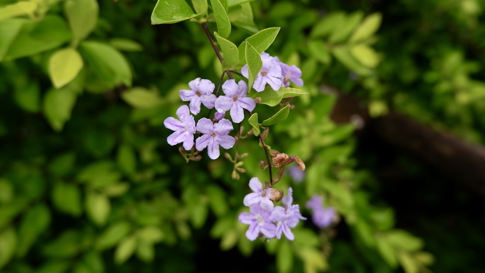 a bunch of small purple flowers growing on a tree