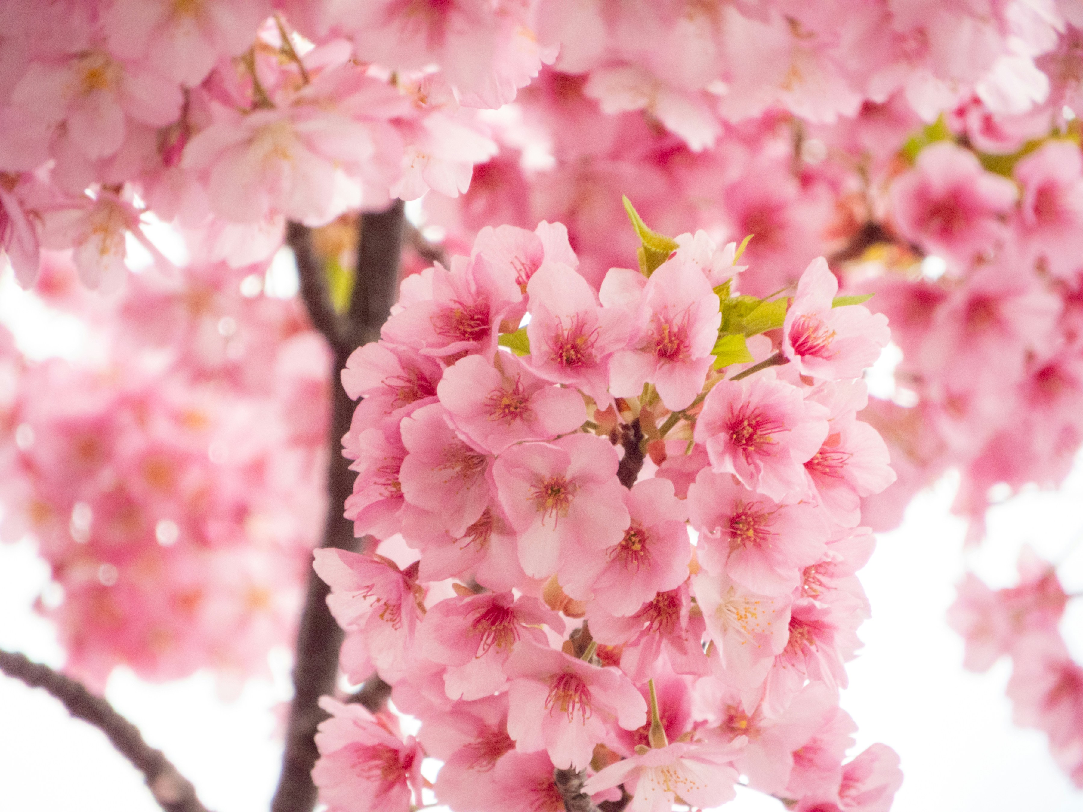 Photo by heppoko_yama