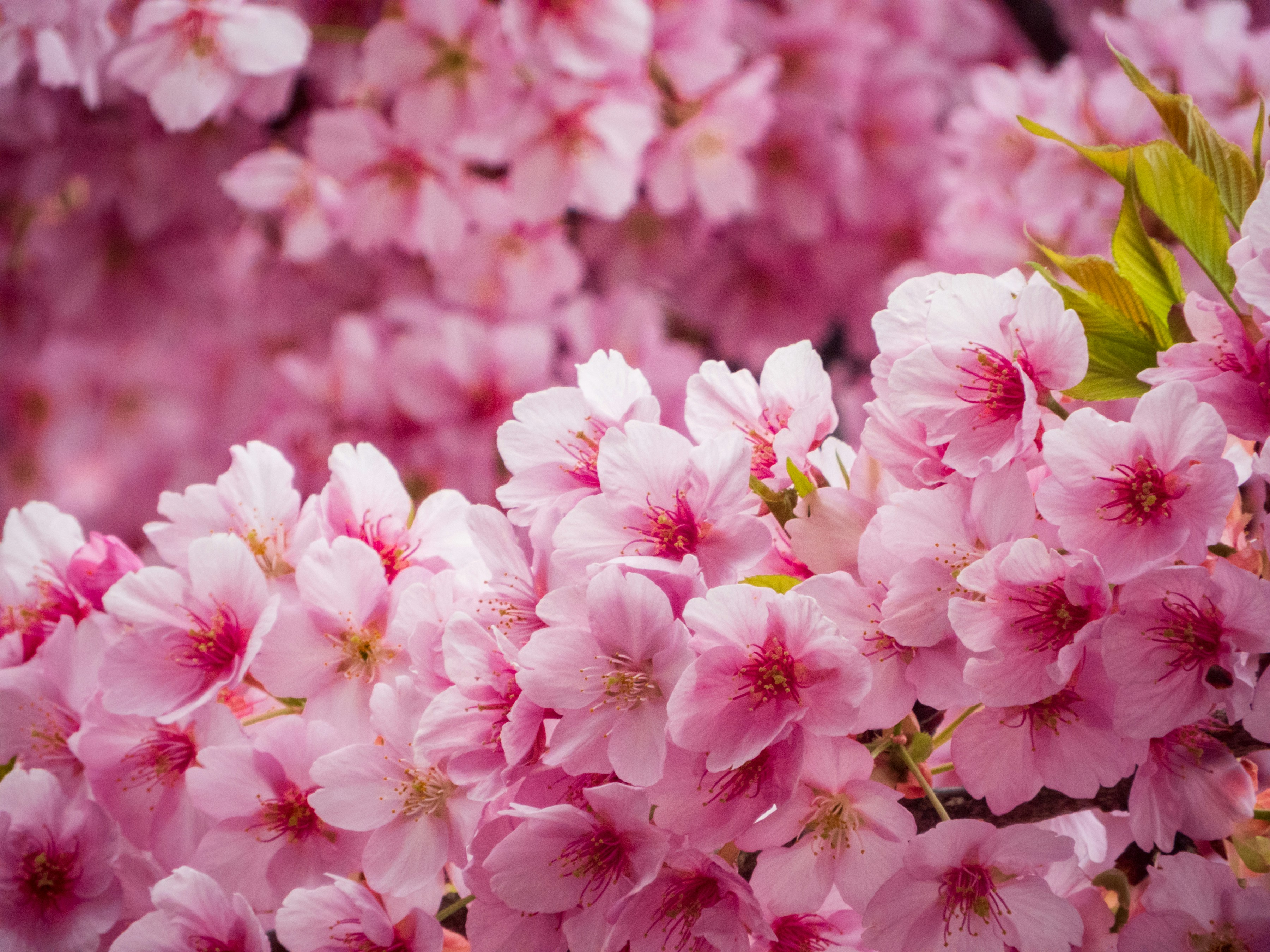 Photo by heppoko_yama