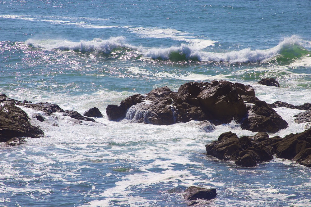 a bird sitting on a rock near the ocean