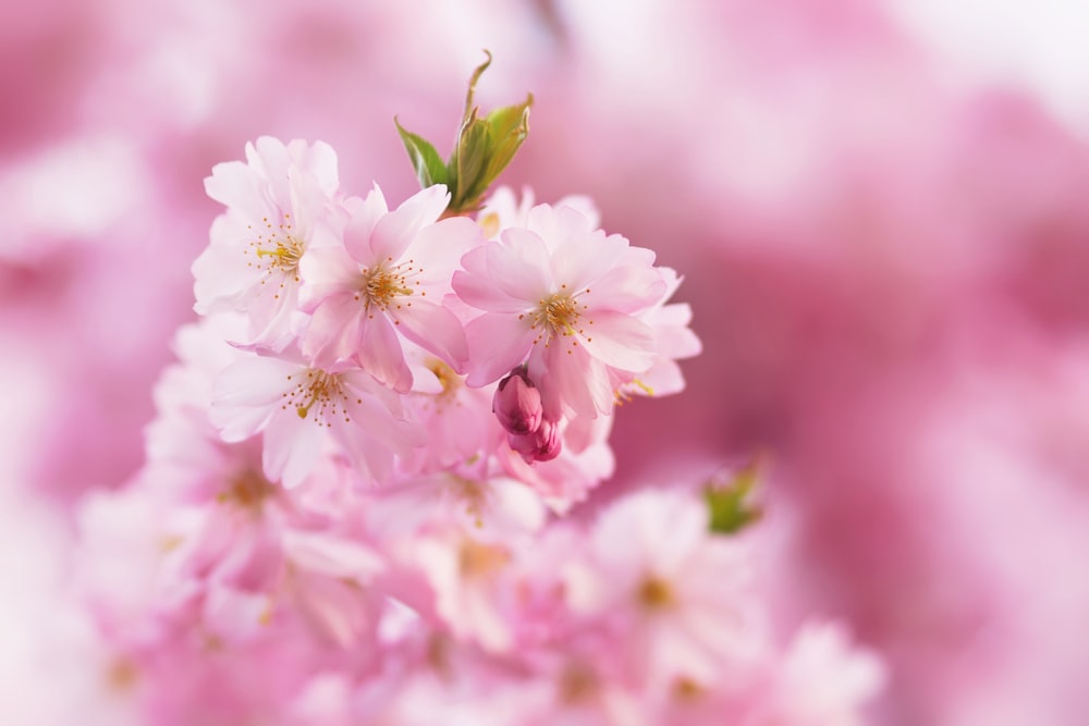 a close up of pink flowers on a tree