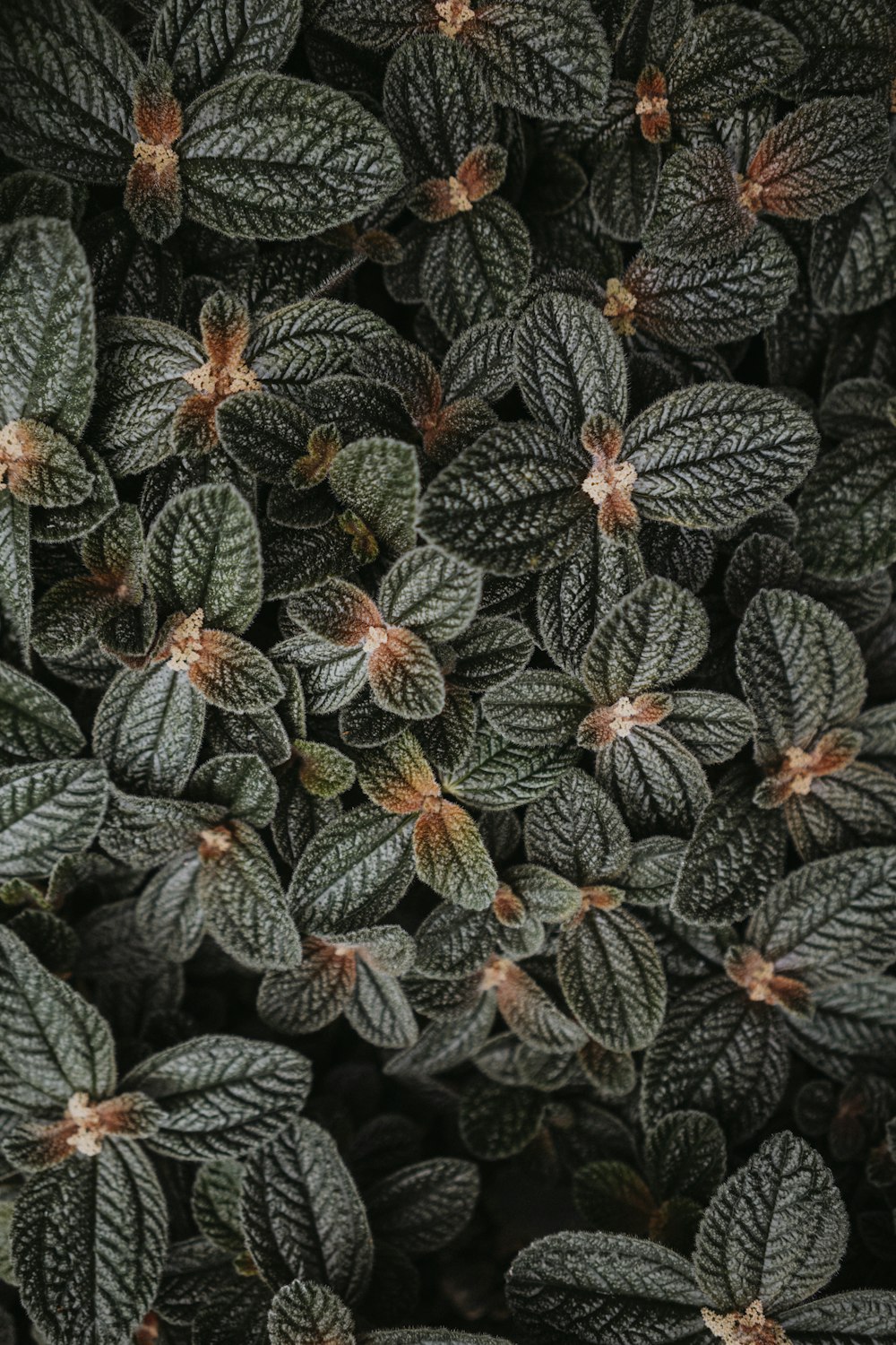 a close up of a bunch of green leaves