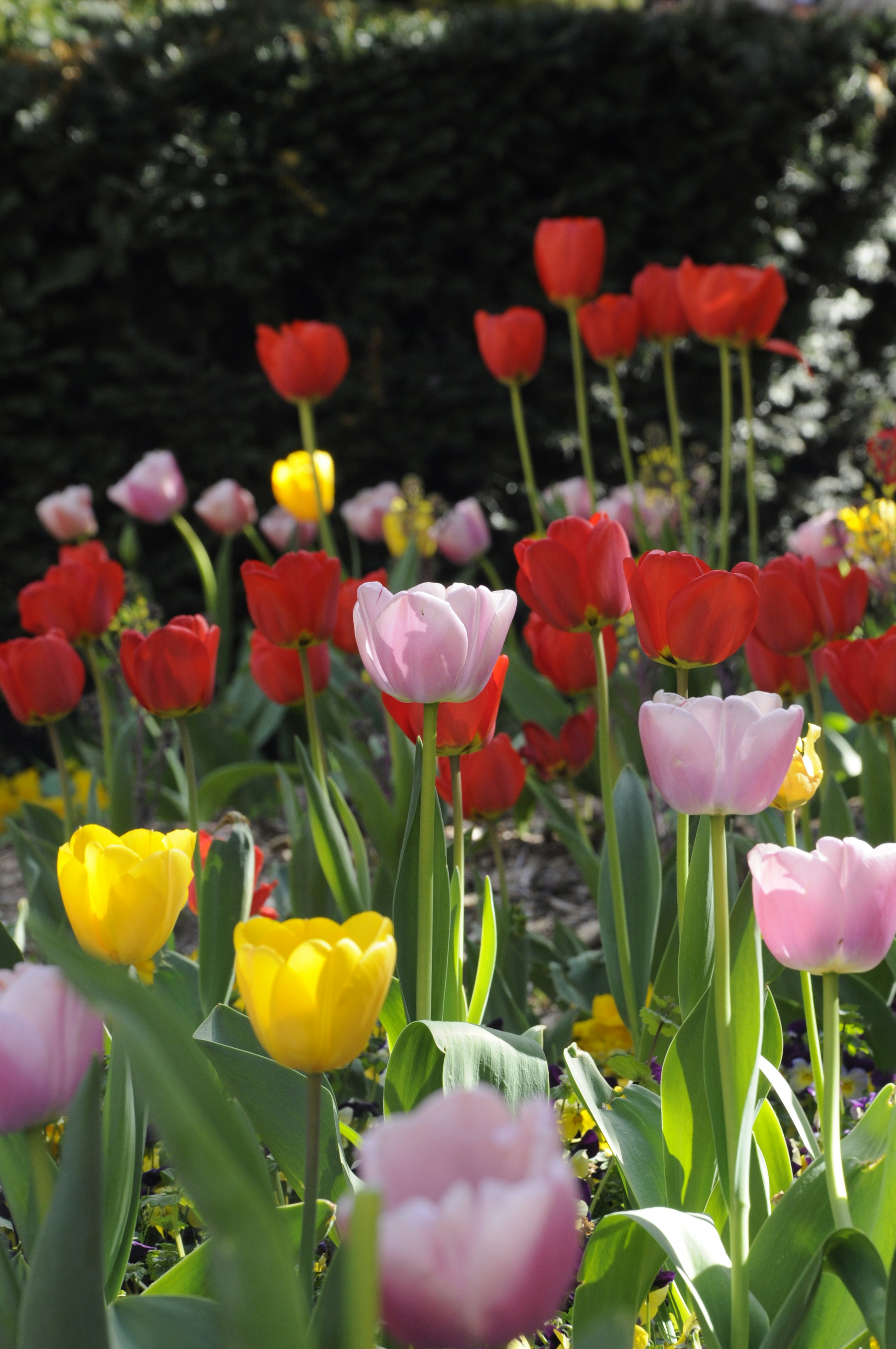 Photo by analanguagecoach