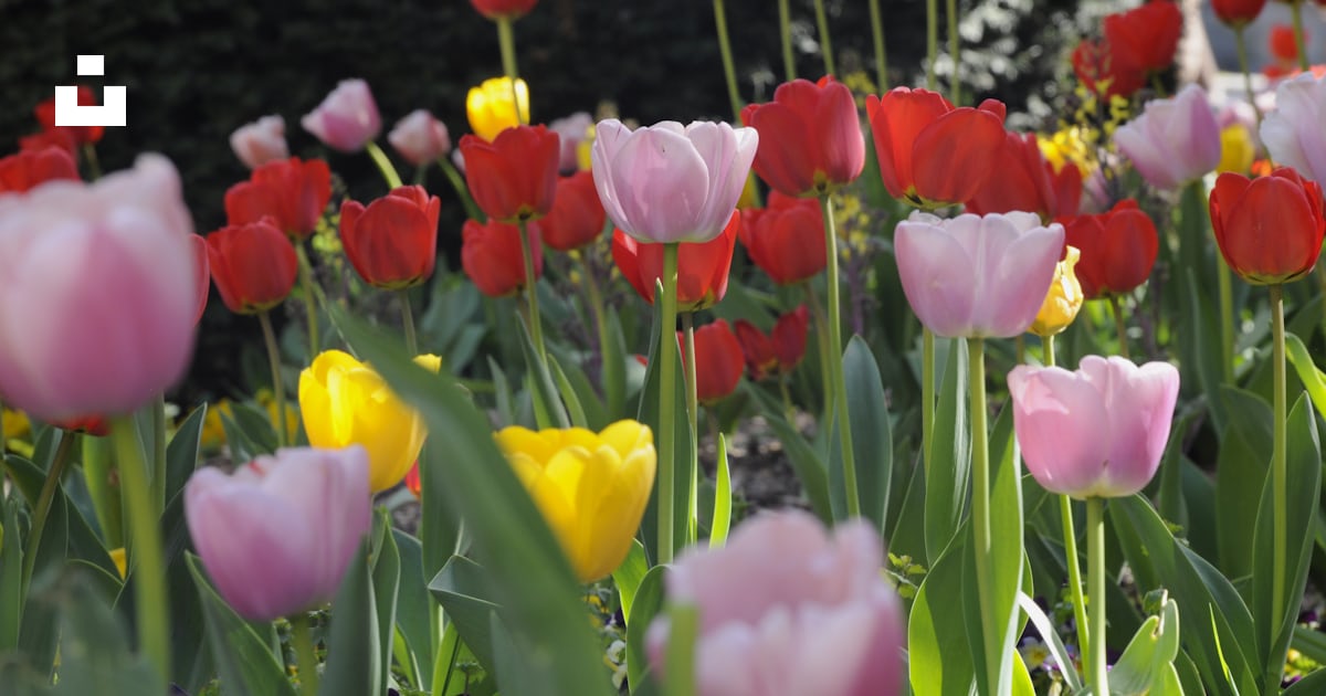 Un champ de tulipes rouges, jaunes et roses photo – Photo Salamanque ...