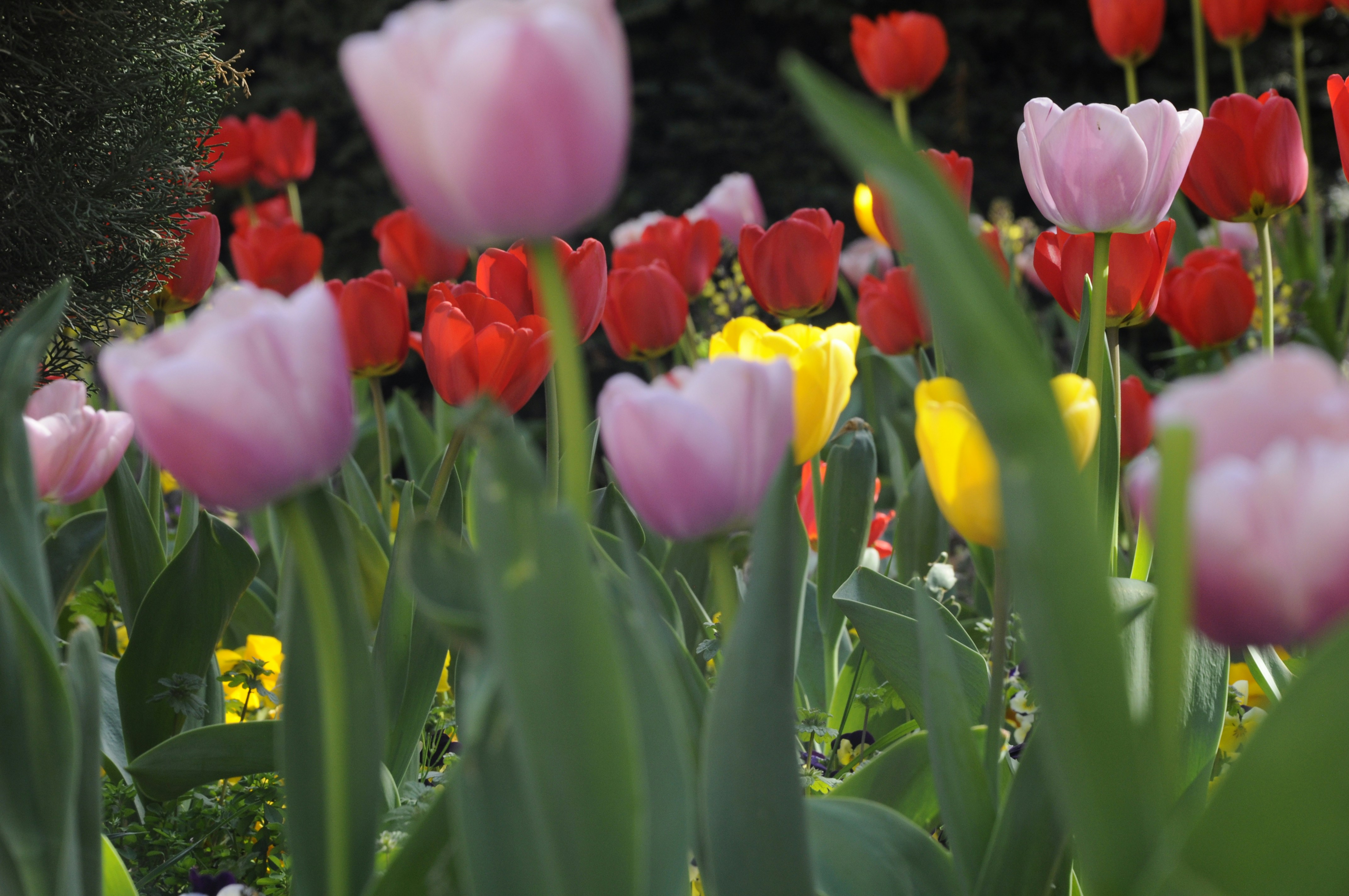 Photo by analanguagecoach